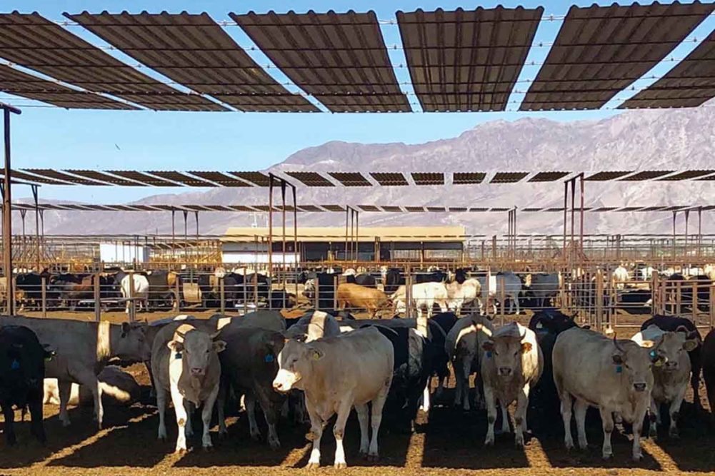 SuKarne maintains about 80,000 cattle on feed at its Mexicali, Mexico-based vertically integrated plant.