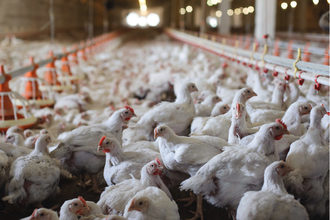 Poultryproduction lead1