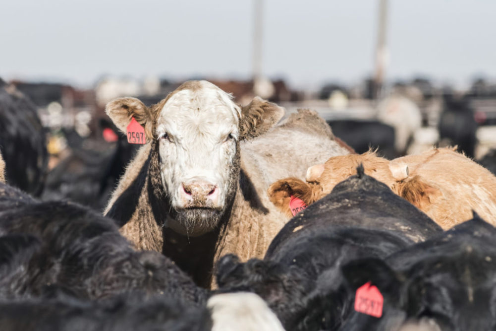 Cattle Transparency