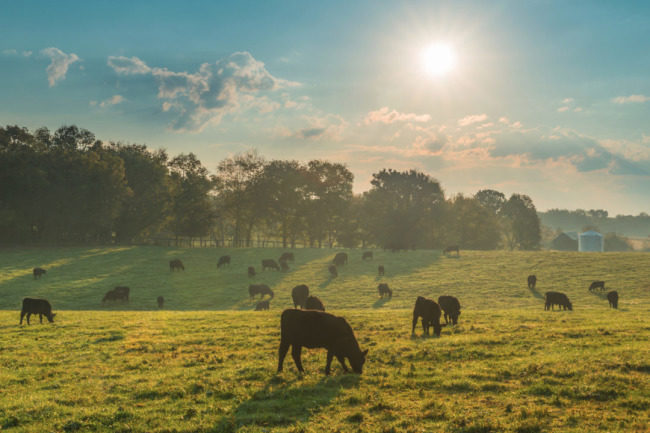 Cows are critical for climate change | 2020-10-26 | MEAT+POULTRY - Meat & Poultry