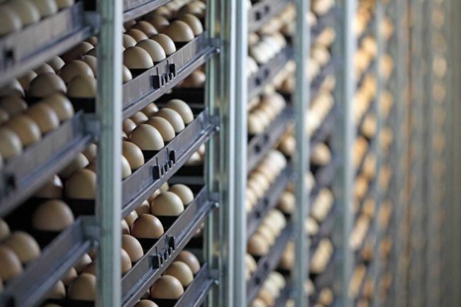 Eggs incubators