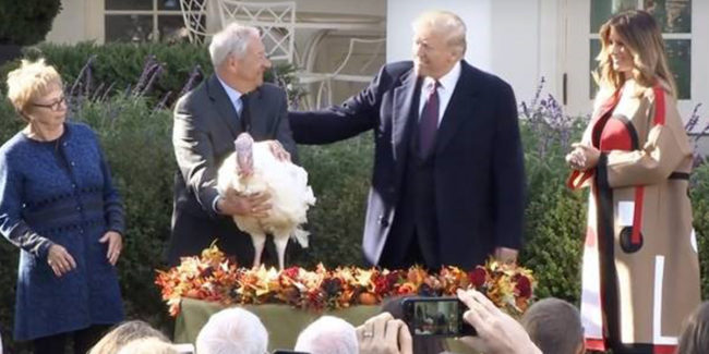 President Trump turkey