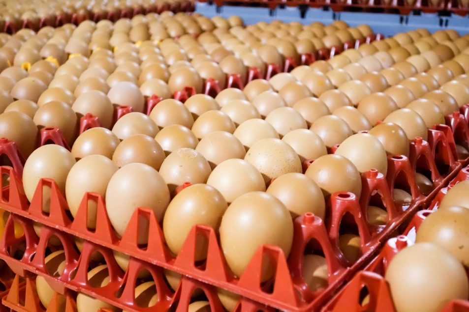 El Grupo DIA de España amplía su apuesta por los huevos libres de jaula