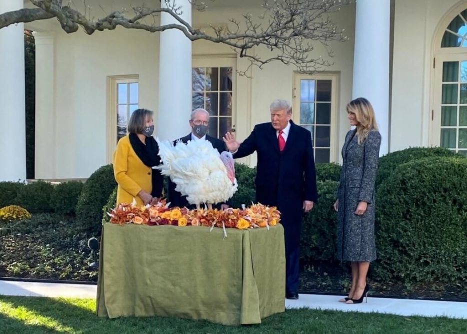President Trump pardoned ‘Corn’ and ‘Cob’ as part of the annual tradition.