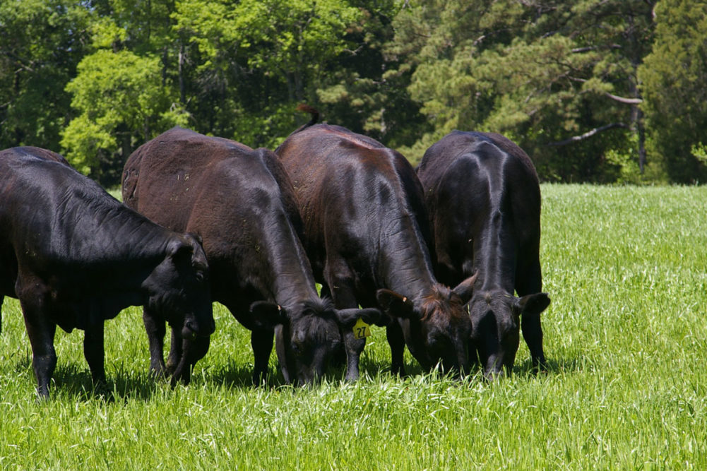 Cows Adobe Stock