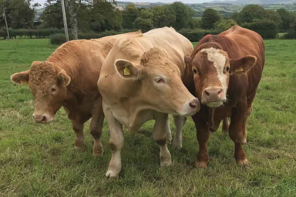 The Irish Food Board (Bord Bia) treated journalists to tours of family beef cattle farms.