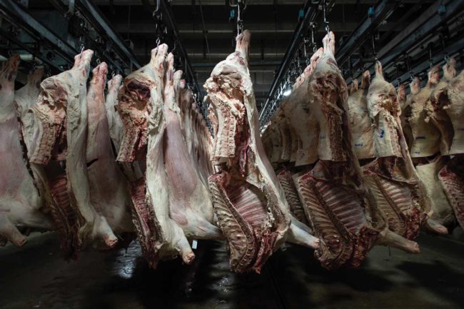 Beef carcasses hanging