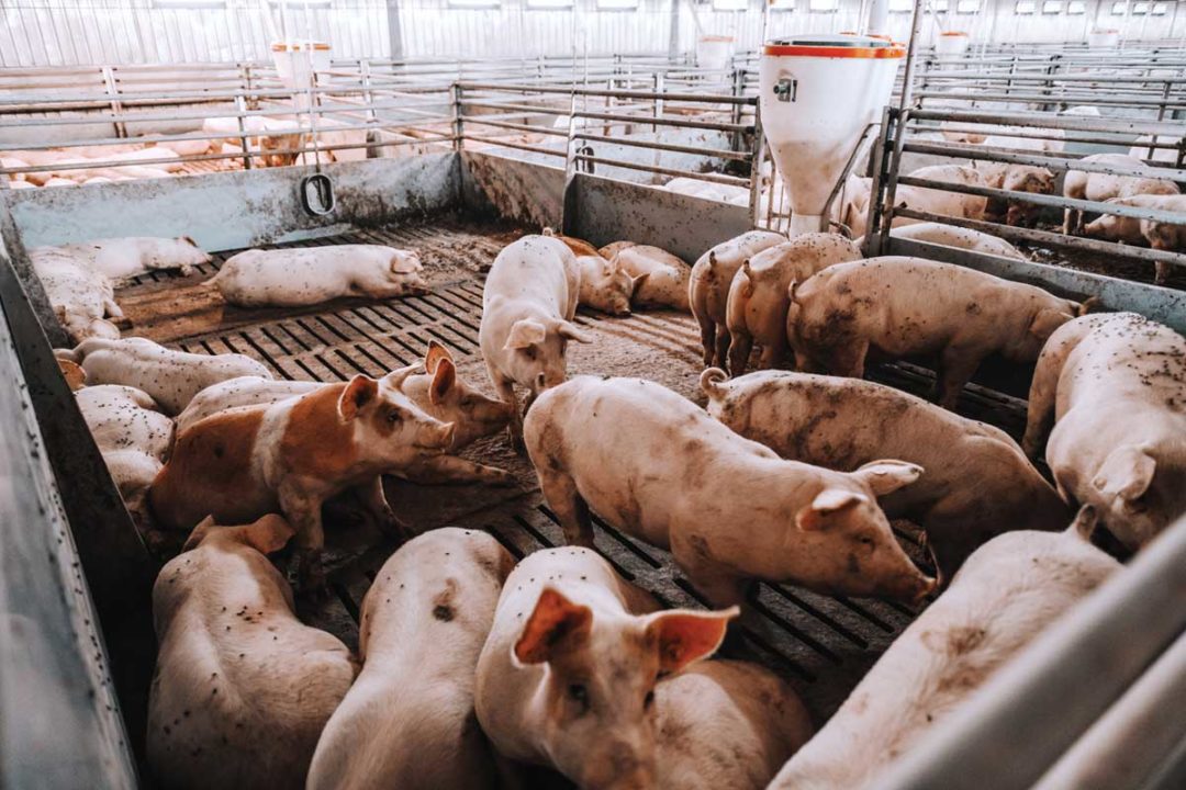Hogs in a feeding pen.
